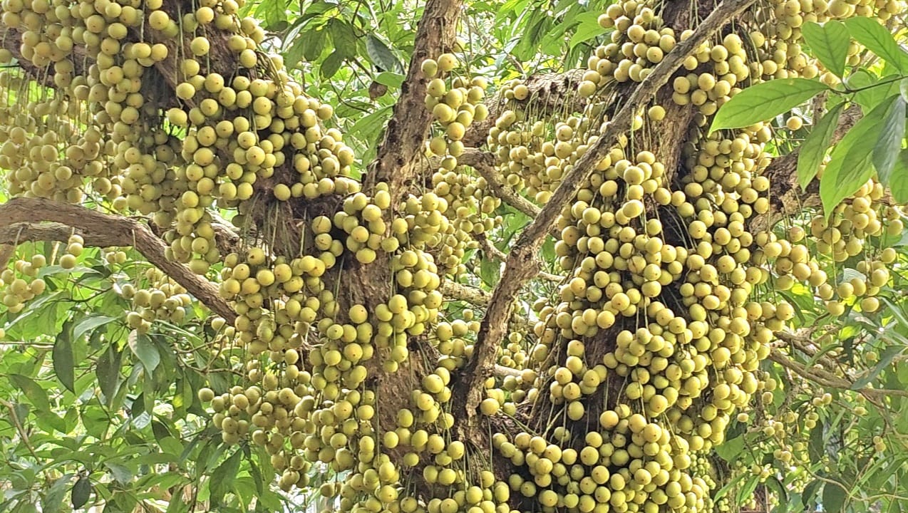নরসিংদীর জিআই পণ্য লটকন: প্রাকৃতিক দুর্যোগ ও কম দামে দুশ্চিন্তায় চাষিরা